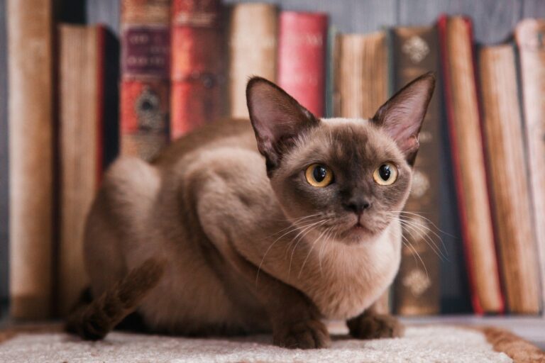Бурманская короткошерстная: 5 рекомендаций по питанию