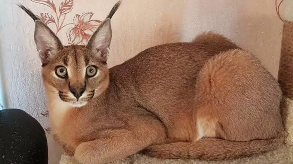 Каракет: 7 советов по воспитанию котенка