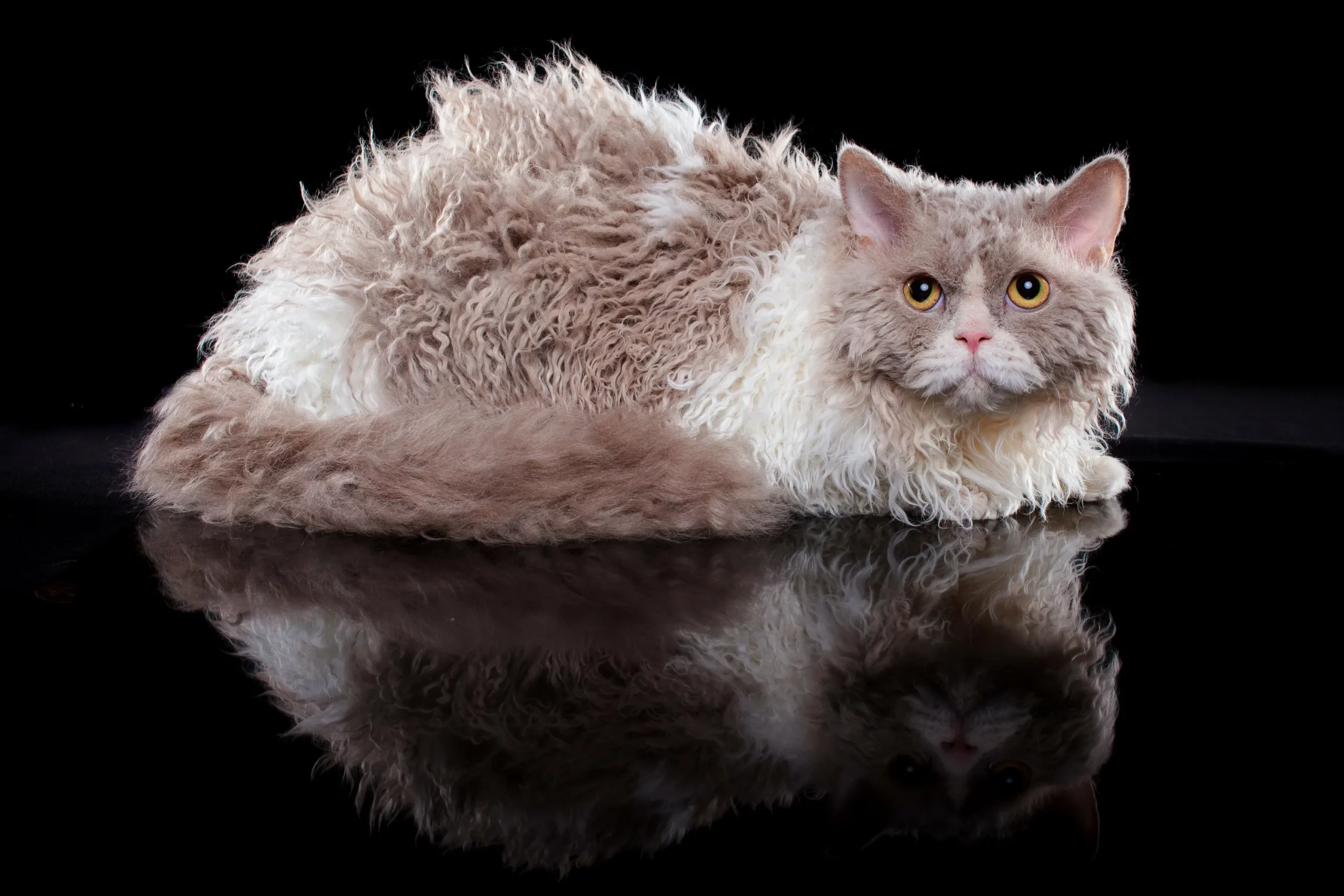 Селкирк рекс кошка