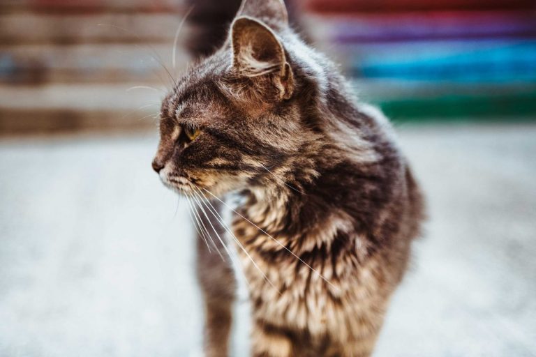Пена изо рта у кота